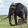 mopani06id.jpg